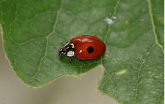 Adalia bipunctata