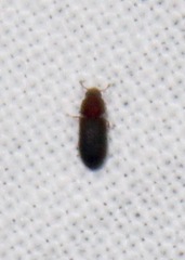 Synchita