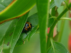 Labidomera clivicollis