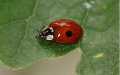 Adalia bipunctata
