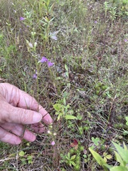 Agalinis neoscotica