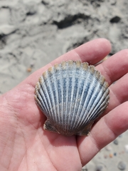 Argopecten irradians