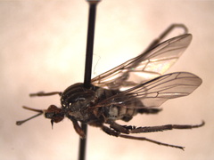 Orthorrhapha