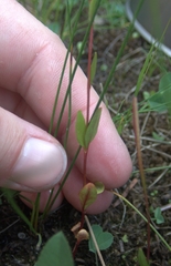 Epilobium anagallidifolium