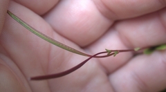 Epilobium anagallidifolium