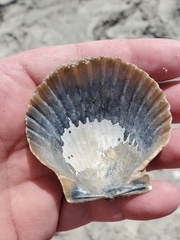 Argopecten irradians