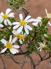 Olearia muelleri