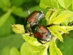 Popillia japonica