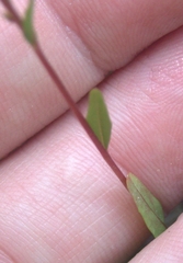 Epilobium anagallidifolium