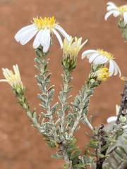 Olearia pimeleoides