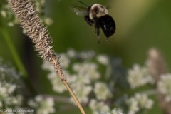 Bombus impatiens