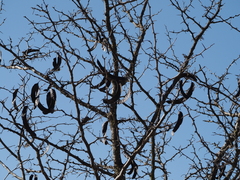 Gleditsia triacanthos