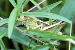 Melanoplus bivittatus