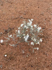 Olearia pimeleoides