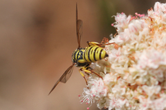 Eucerceris provancheri
