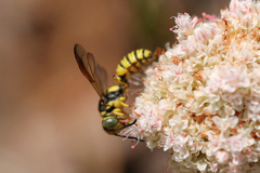 Eucerceris provancheri