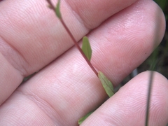 Epilobium anagallidifolium