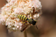 Eucerceris provancheri