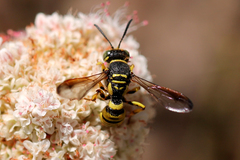 Eucerceris provancheri