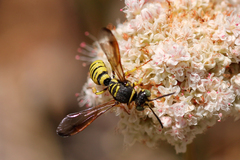 Eucerceris provancheri