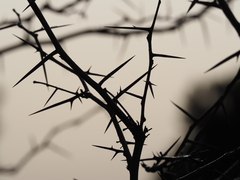 Gleditsia triacanthos