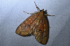 Mimophobetron pyropsalis