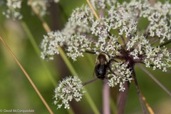Bombus impatiens