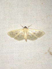 Herpetogramma