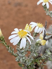 Olearia pimeleoides