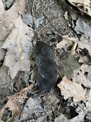 Blarina brevicauda