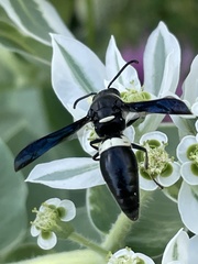 Monobia quadridens