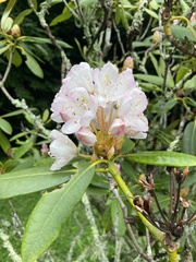 Rhododendron