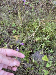 Agalinis neoscotica