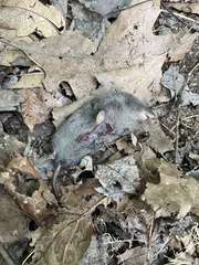 Blarina brevicauda