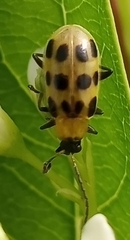 Diabrotica undecimpunctata