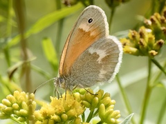 Coenonympha california