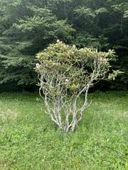 Rhododendron