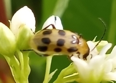 Diabrotica undecimpunctata