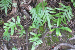 Microsorum pustulatum pustulatum