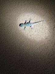 Tarentola mauritanica