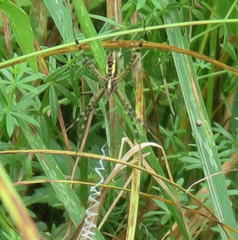 Argiope trifasciata