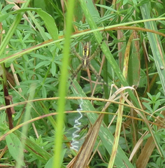 Argiope trifasciata