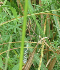 Argiope trifasciata