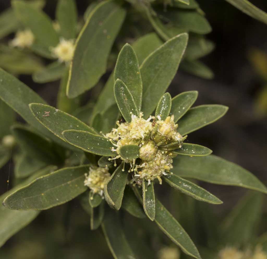 Baccharis elaeoides