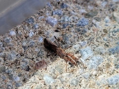 Acholla multispinosa