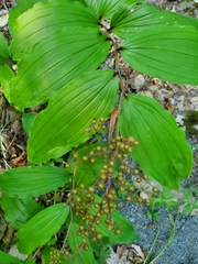 Maianthemum racemosum