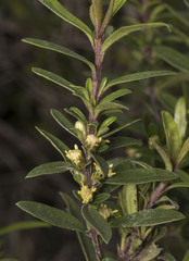 Baccharis elaeoides