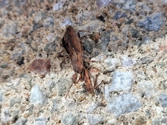 Acholla multispinosa