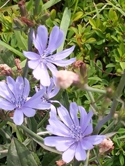 Cichorium intybus