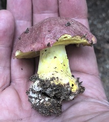 Butyriboletus regius